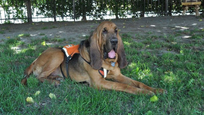 Bloodhound