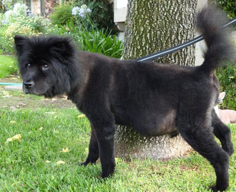 Chow Chow