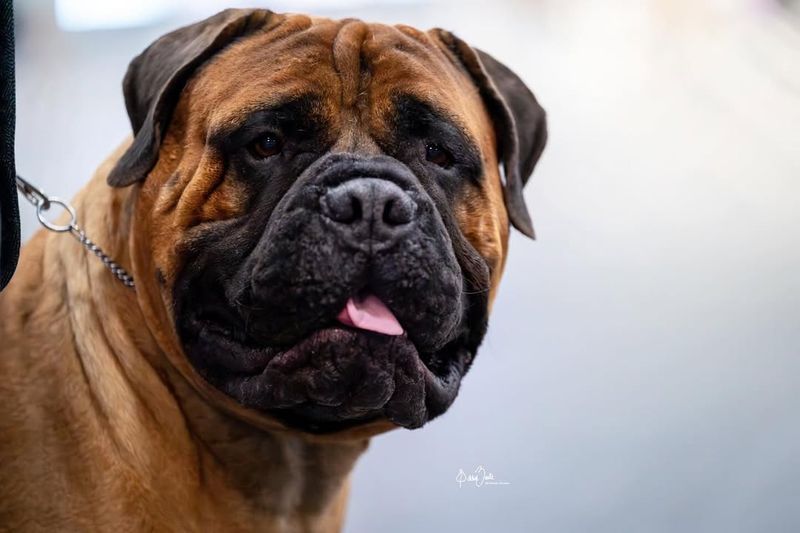 Bullmastiff