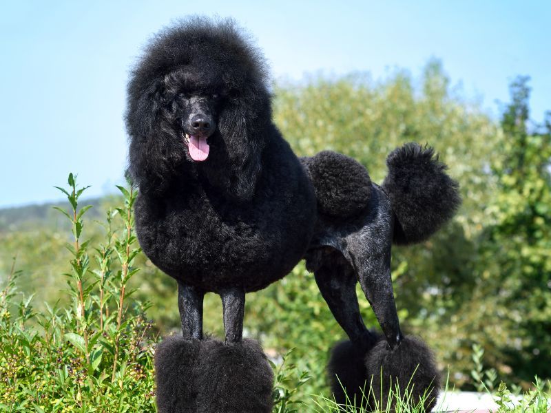 Poodle