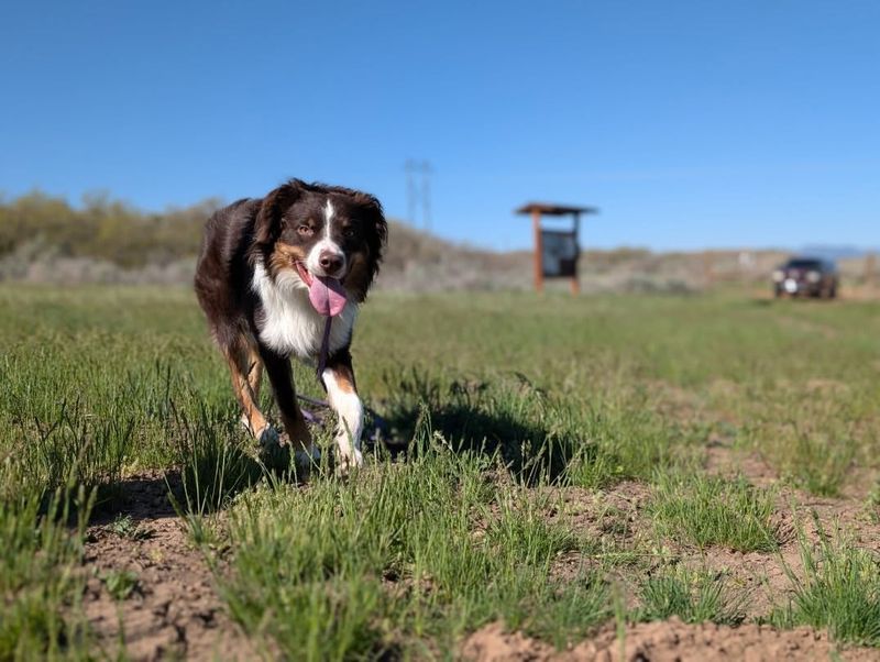 Australian Shepherd