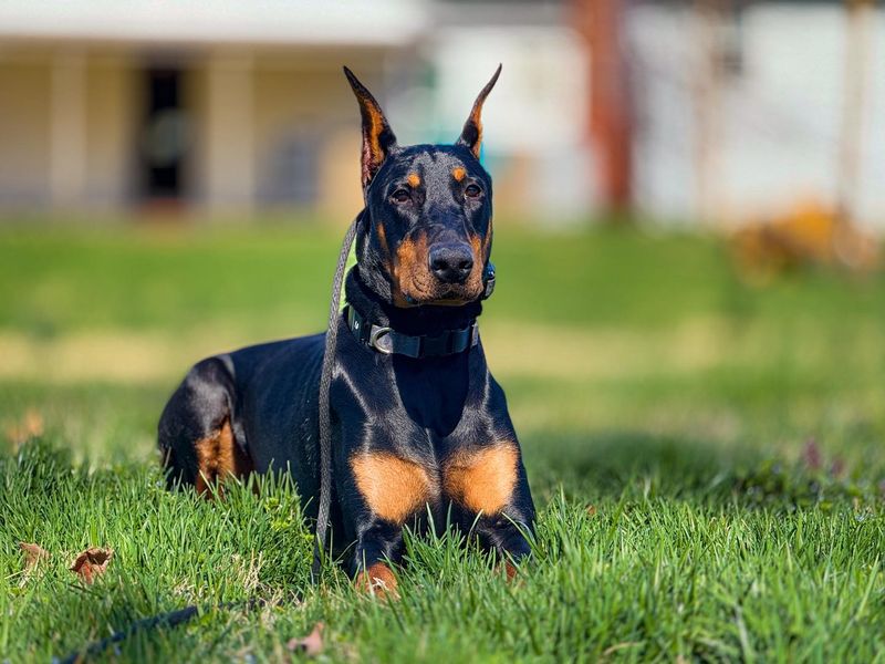 Doberman Pinscher