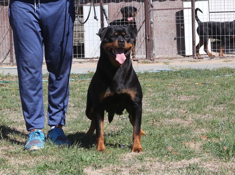 Rottweiler