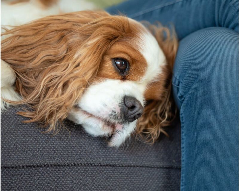 Cavalier King Charles Spaniel
