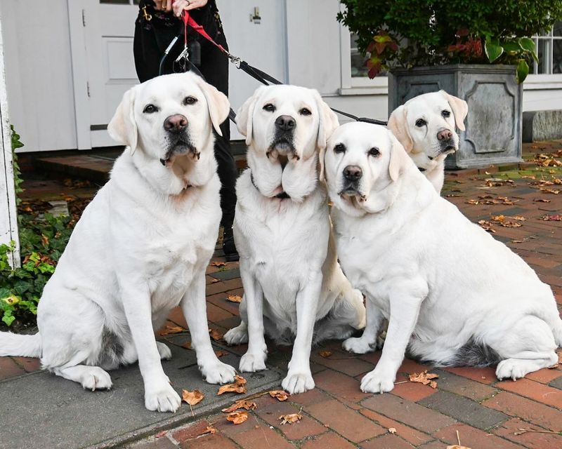 Labrador Retriever