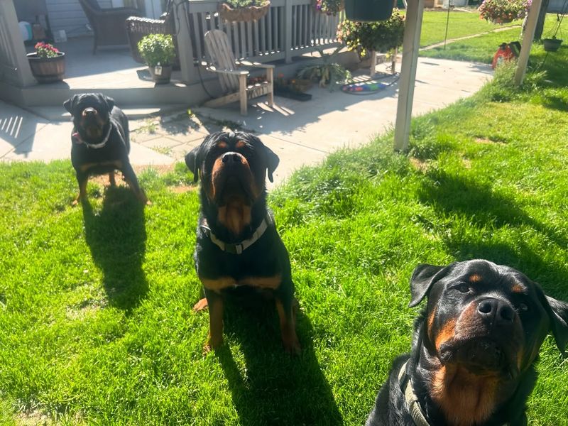 Rottweiler