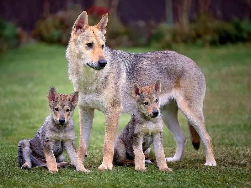 Czechoslovakian Wolfdog