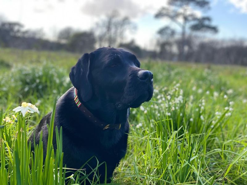 Labrador Retriever