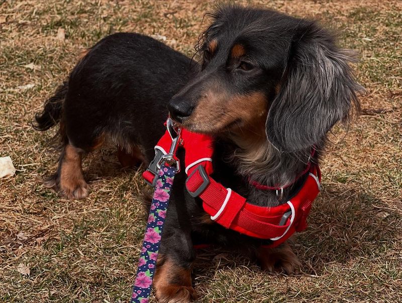 Dachshund