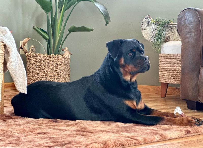Rottweiler