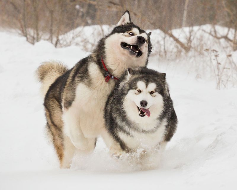 Alaskan Malamute
