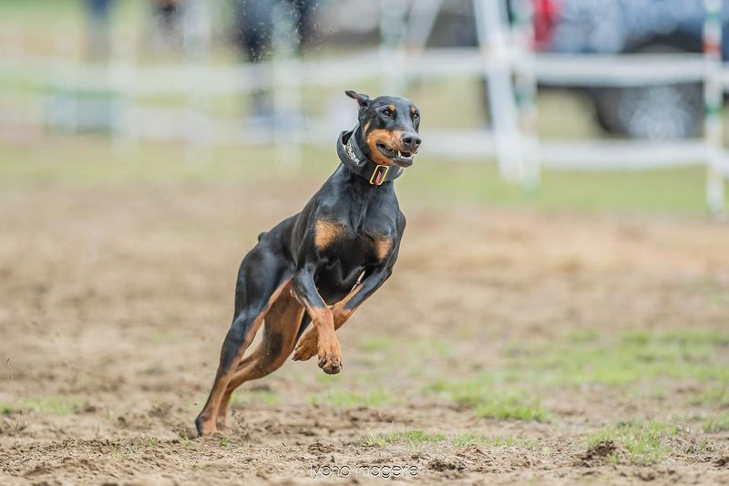 Doberman Pinscher