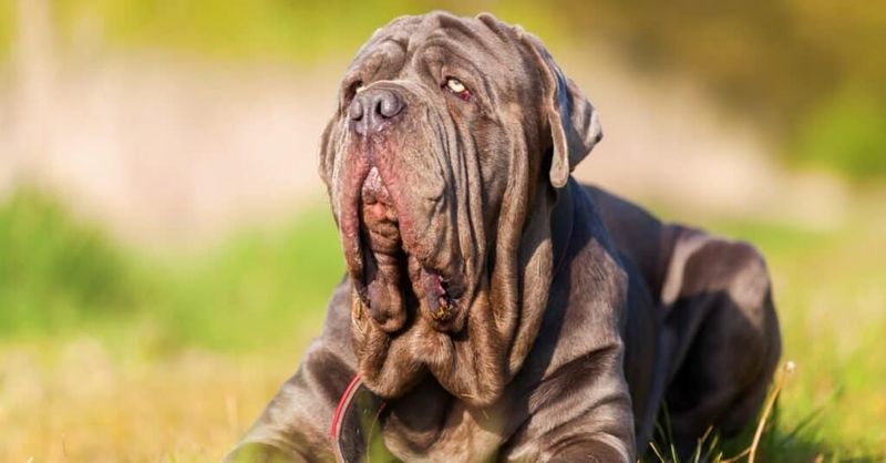 Mastiff