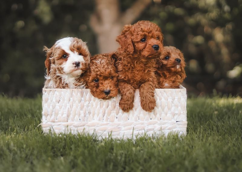 Cavalier King Charles Spaniel