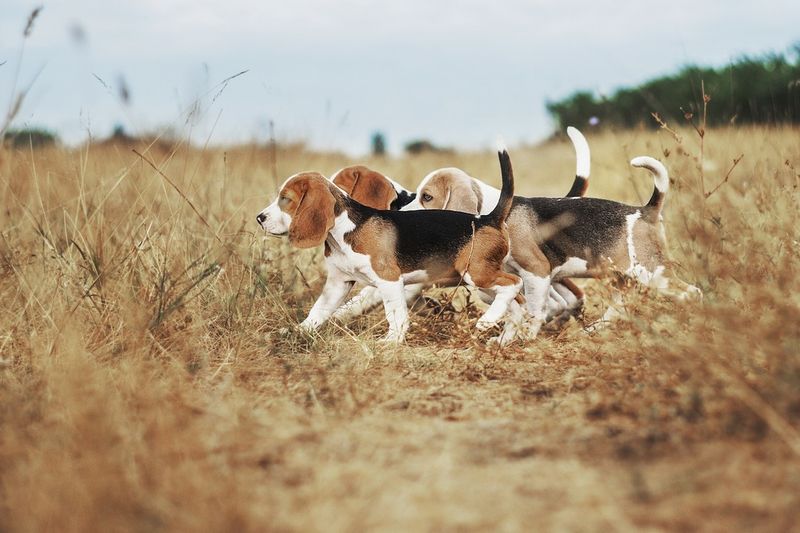 Beagle