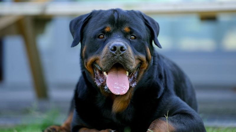Rottweiler