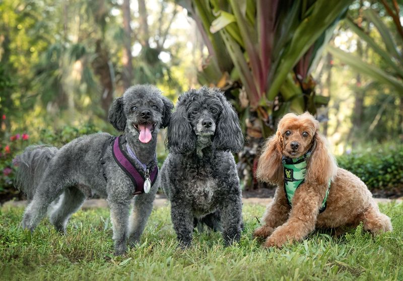Poodle