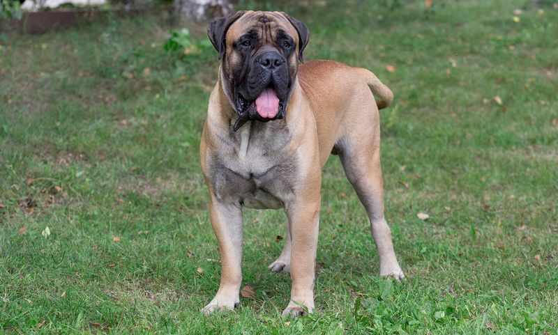 Bullmastiff