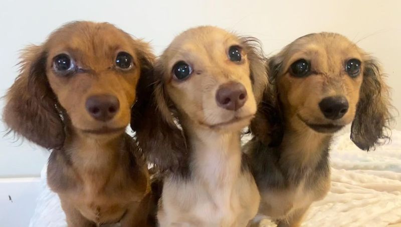 Dachshund