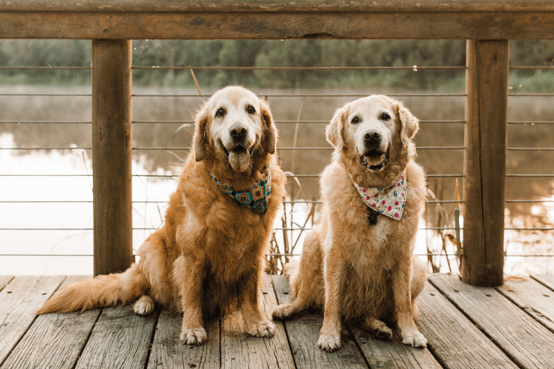 Golden Retriever