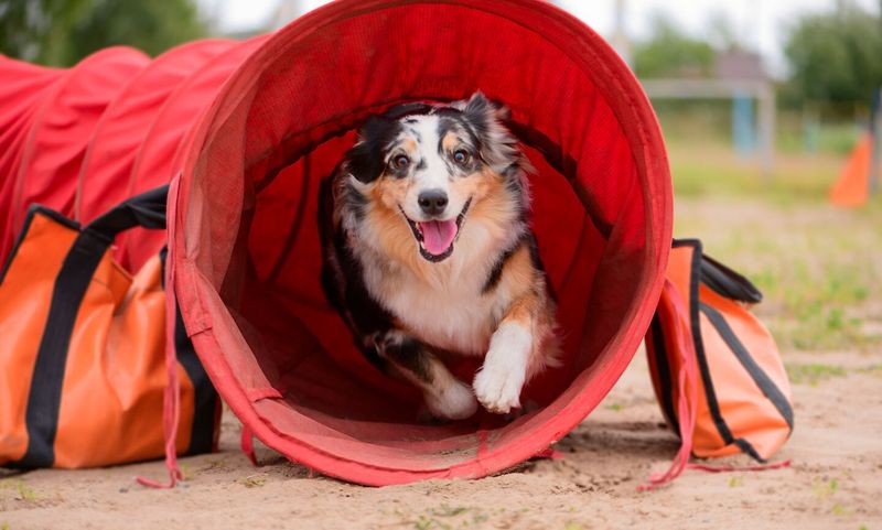 Australian Shepherd