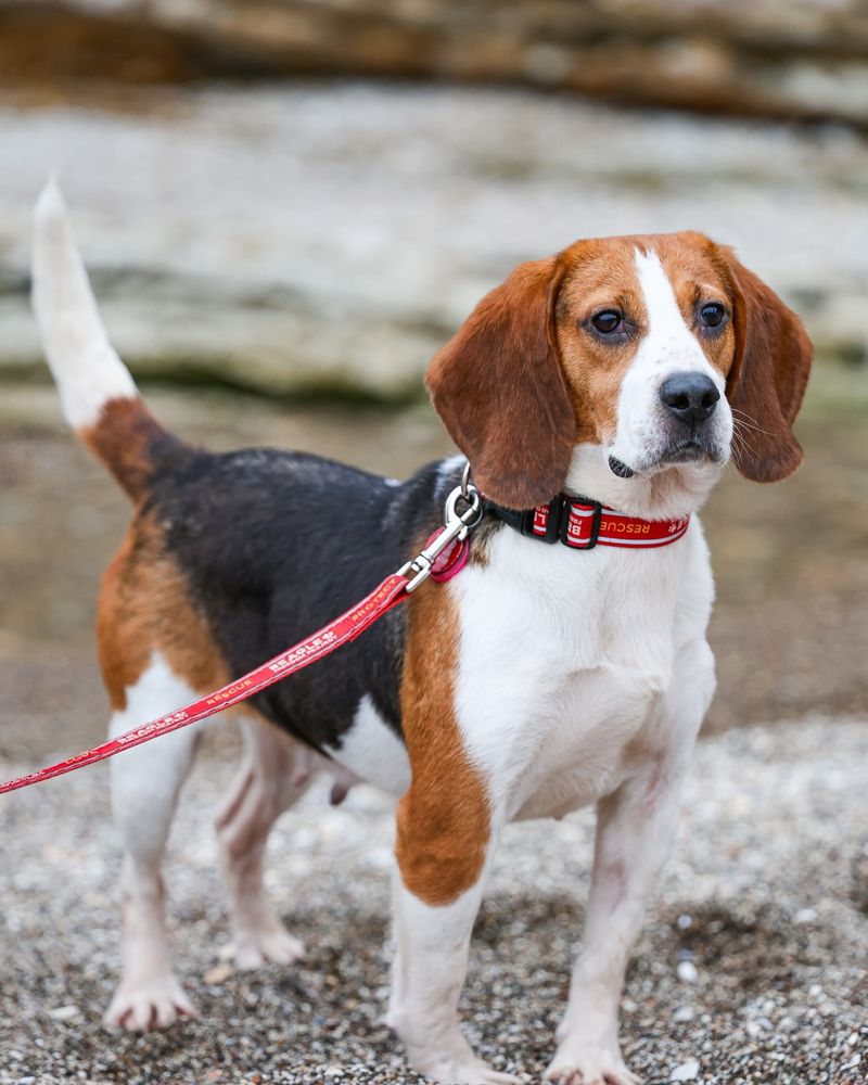 Beagle
