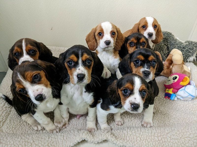 Beagle