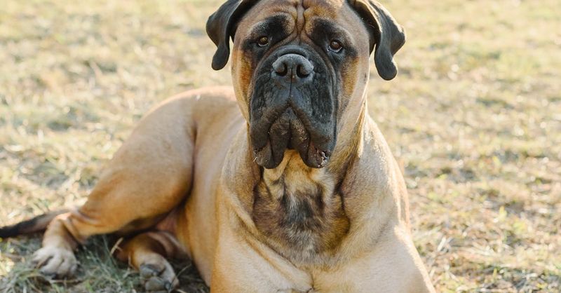 Bullmastiff