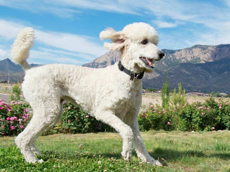 Poodle