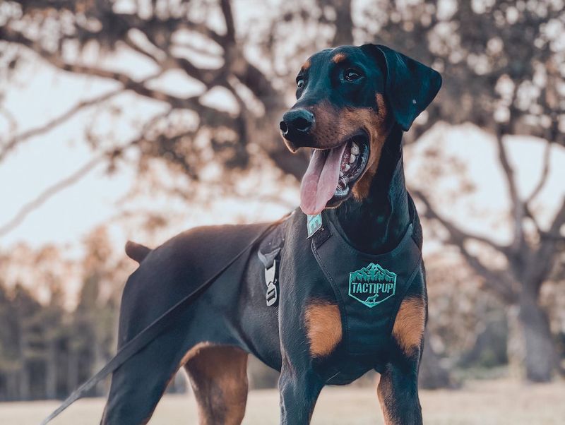 Doberman Pinscher