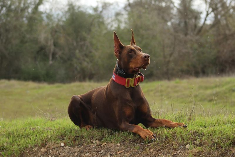 Doberman Pinscher