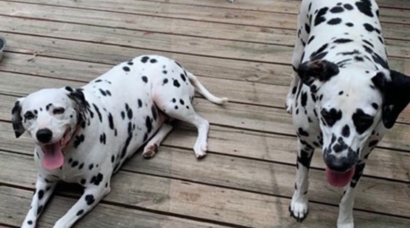 Dalmatian