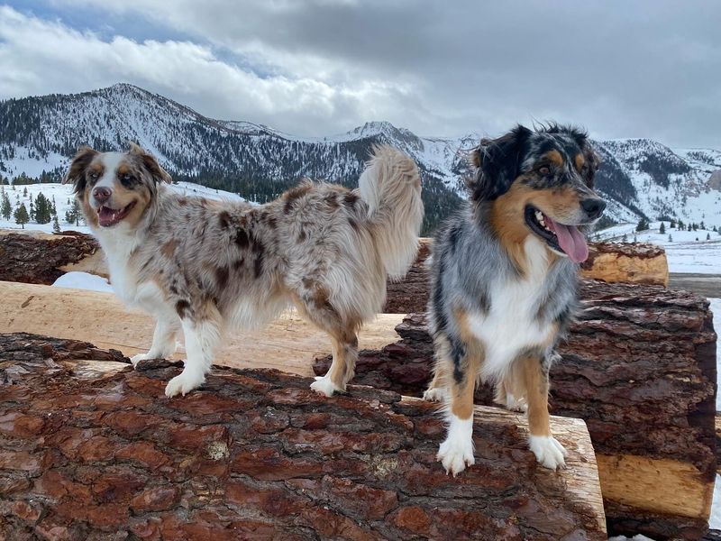 Australian Shepherd