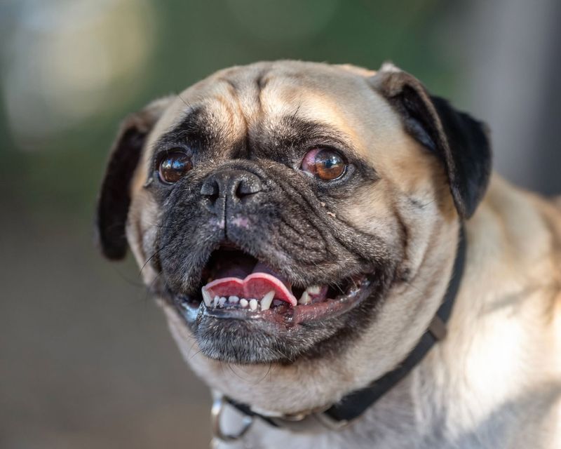 Pug