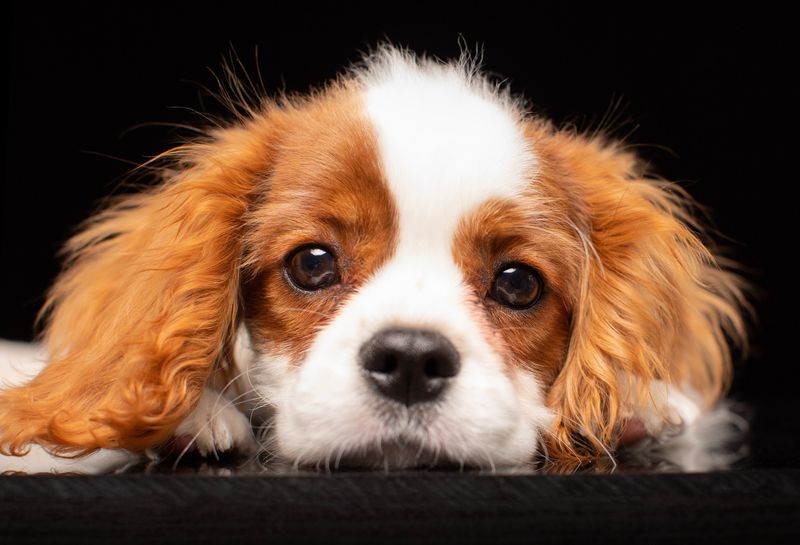 Cavalier King Charles Spaniel