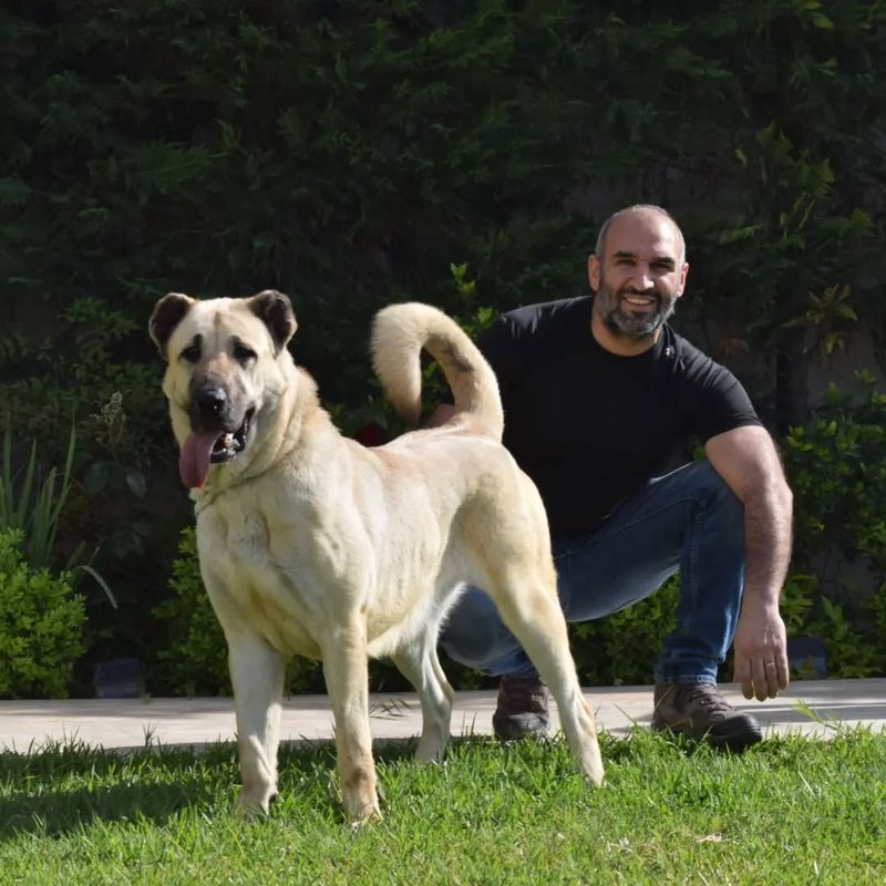 Kangal