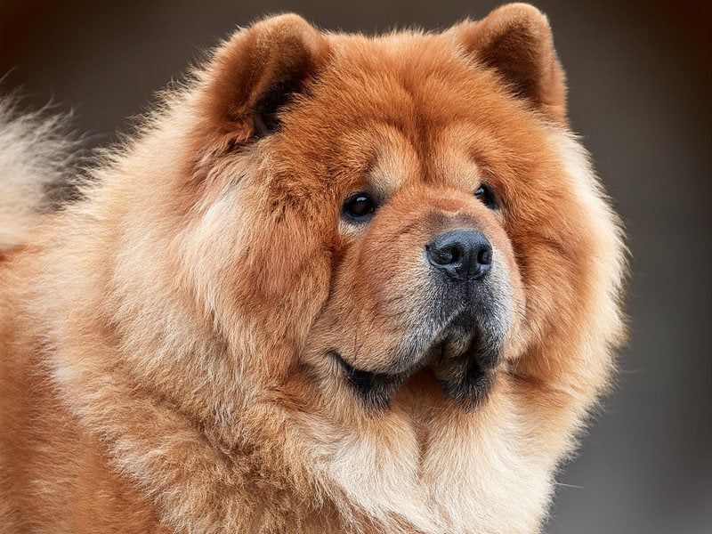 Chow Chow