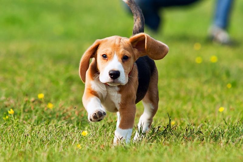 Beagle