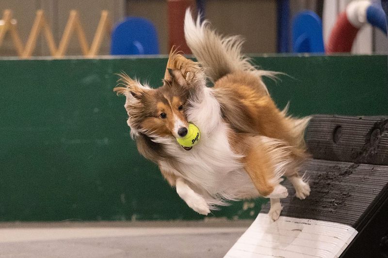 Shetland Sheepdog