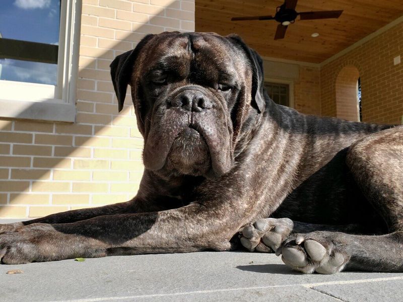 Bullmastiff