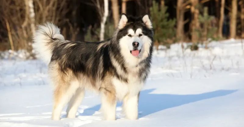 Alaskan Malamute