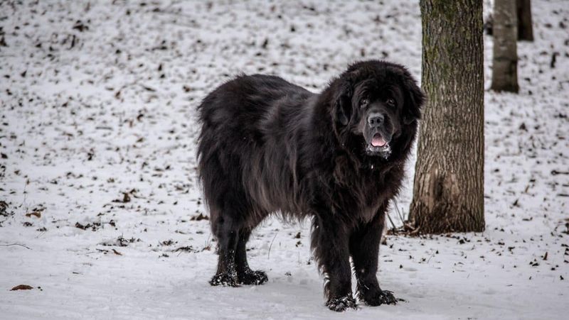 Newfoundland