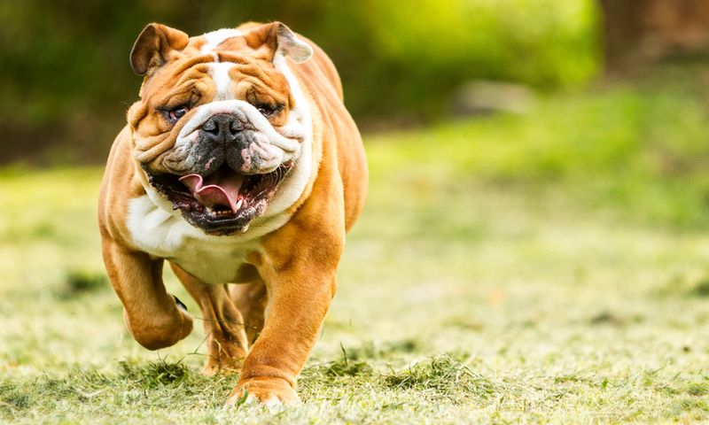 Bulldog