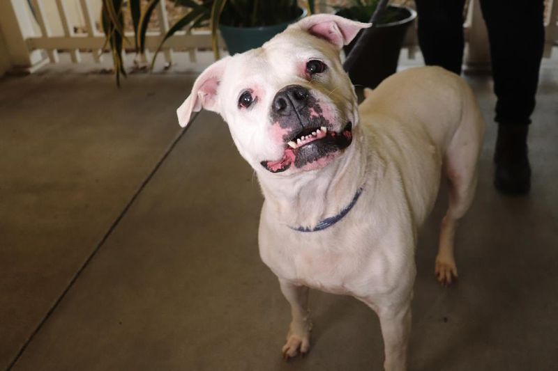 American Bulldog