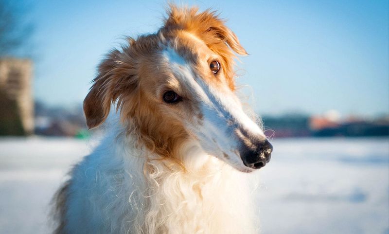 Borzoi