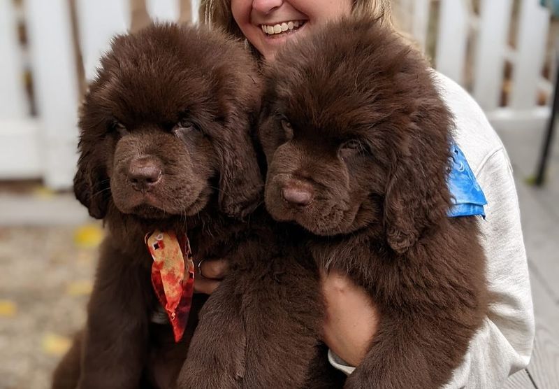 Newfoundland