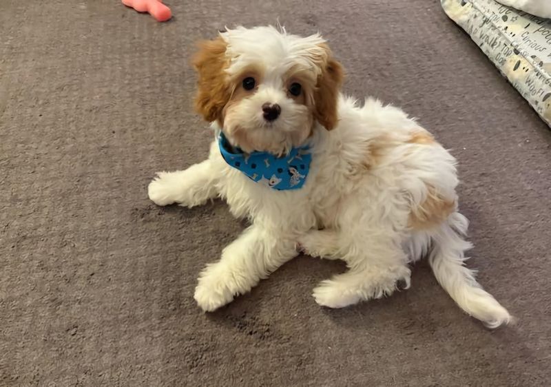 Cavalier King Charles Spaniel
