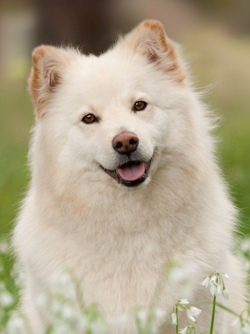 Finnish Lapphund