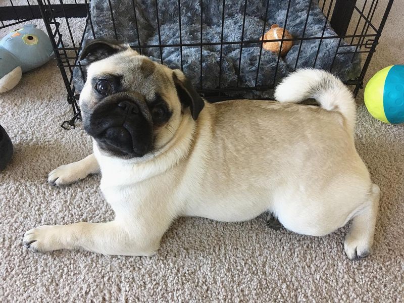 Pug