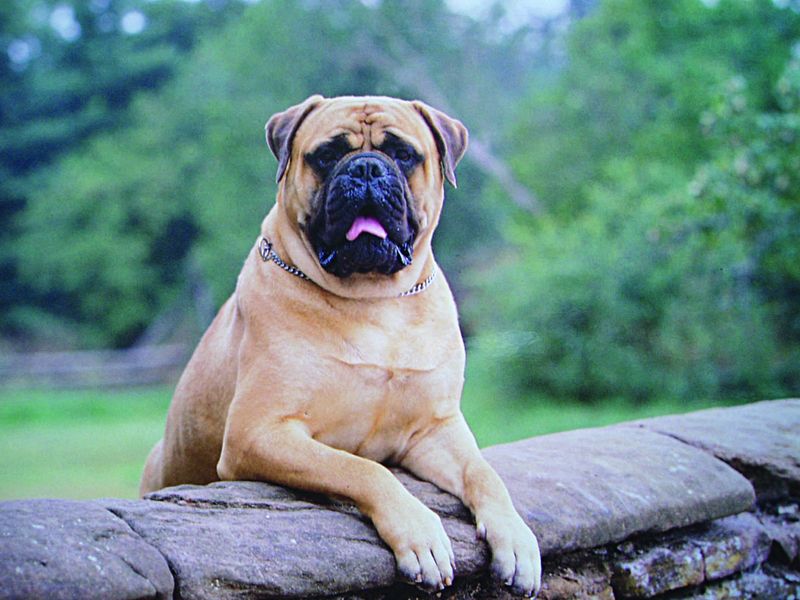 Bullmastiff